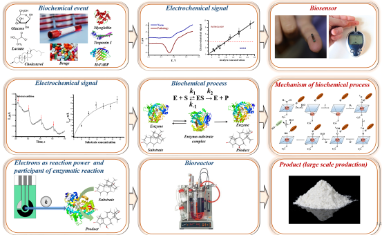 Electrochemical methods for biosensor analysis and investigation of the mechanism of biochemical processes
